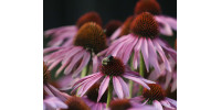 TISANE BIO ÉCHINACÉE, Echinacea purpurea (Feuilles, fleurs et racines)
